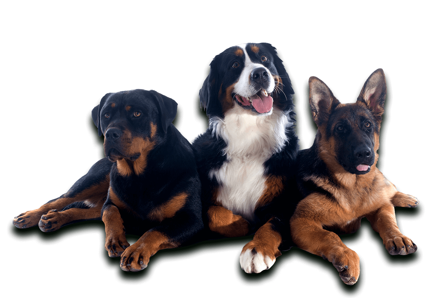 Complete Canine Training Solutions